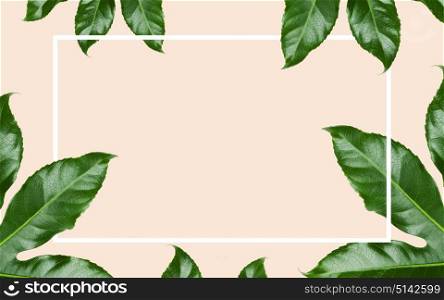 nature, organic and template concept - green leaves with blank space inside rectangular frame over beige background. green leaves with rectangular frame over beige