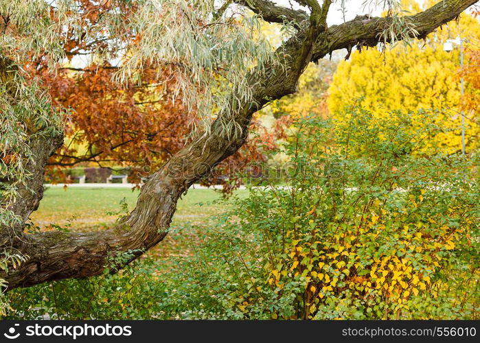 Nature outdoor flora woodland scenery concept. Branch in colorful park. Wood surrounded by various vegetation.. Branch in colorful park.