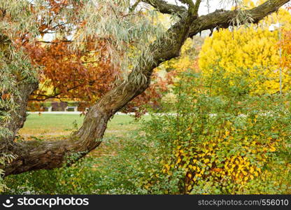 Nature outdoor flora woodland scenery concept. Branch in colorful park. Wood surrounded by various vegetation.. Branch in colorful park.