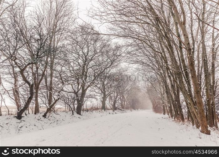 Nature path covered with snow in the winter