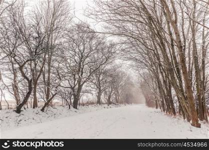 Nature path covered with snow in the winter