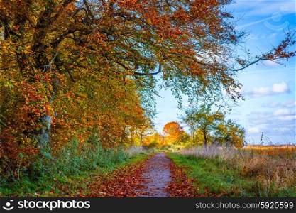 Nature path in the fall with colorful trees