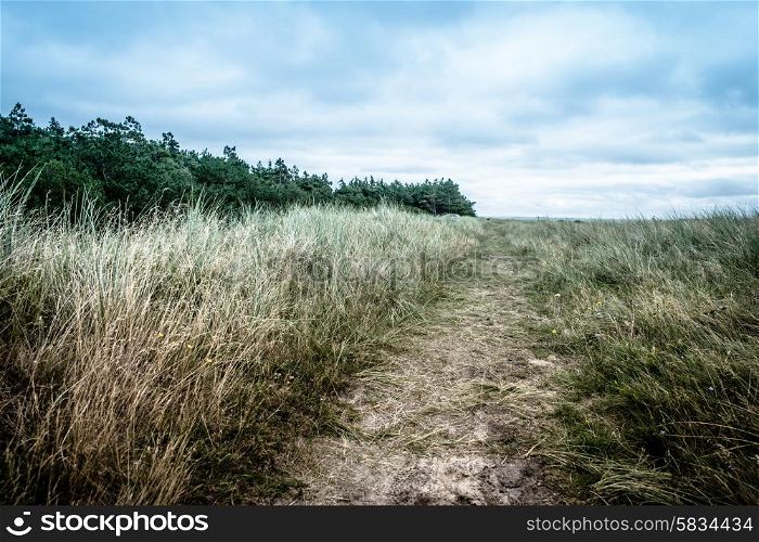 Nature path surrounded by grass and bush