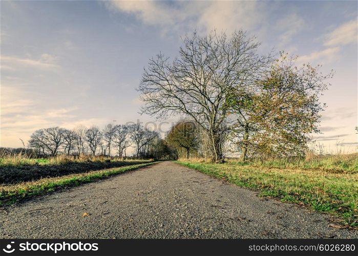 Nature path with naked trees in the late autumn