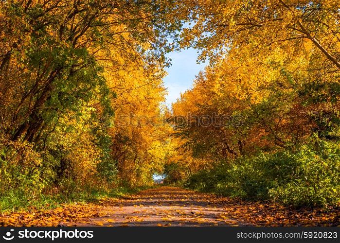 Nature path with trees in autumn colors