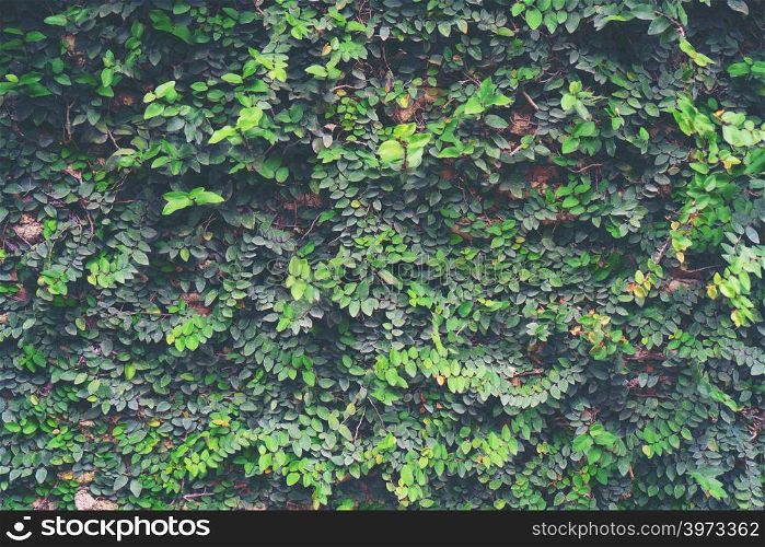 nature plant wall, nature building concept