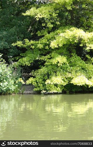 nature, plants, trees, water, stem, green, reflection, shore, lake, pond, pond, river, leaves, wood,