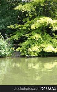 nature, plants, trees, water, stem, green, reflection, shore, lake, pond, pond, river, leaves, wood,