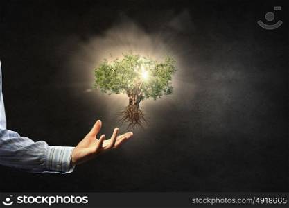 Nature protection in our hands. Businessman hand holding green tree in palm on dark background