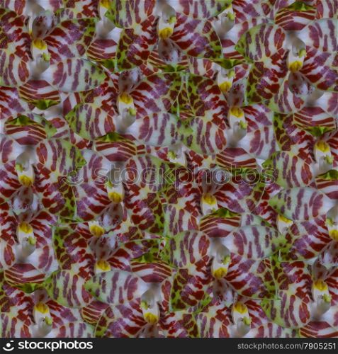 Nature red orchid flower background, Phalaenopsis amboinensis, on pattern abstract texture