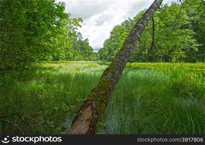 Nature reserve in Bory tucholskie National Park in Poland.Summer.Horizontal View of the pond and wetland forest