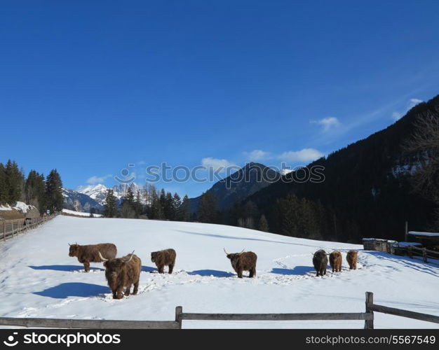 nature scene with cow animal at winter with snow mountain landscape in background