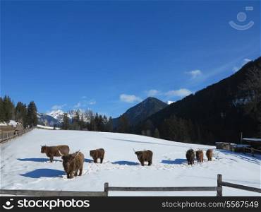 nature scene with cow animal at winter with snow mountain landscape in background