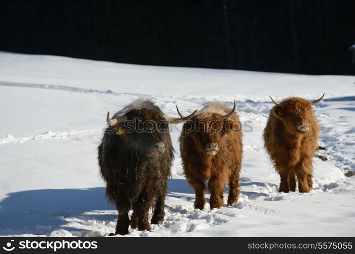 nature scene with cow animal at winter with snow mountain landscape in background