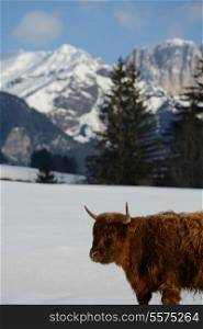 nature scene with cow animal at winter with snow mountain landscape in background