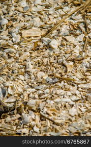 nature scenes around hunting island south carolina