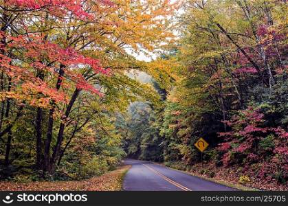 nature scenes on blue ridge parkway great smoky mountains