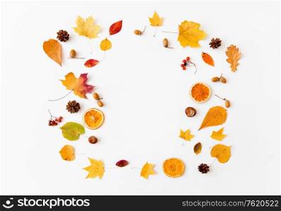 nature, season and botany concept - autumn leaves and berries arranged in frame on white background. autumn leaves and berries arranged in frame