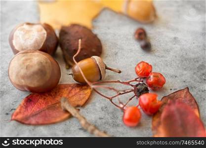 nature, season and botany concept - close up of acorn, dry fallen autumn leaves, chestnuts and rowanberries on grey stone background. chestnuts, acorn, autumn leaves and rowanberries