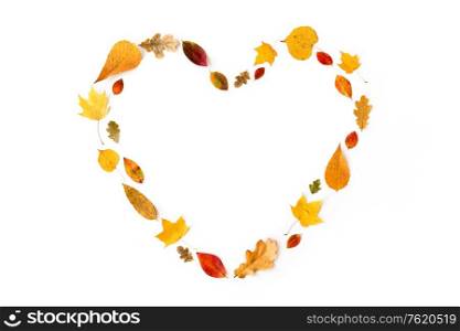 nature, season and botany concept - different dry fallen autumn leaves in shape of heart on white background. dry fallen autumn leaves in shape of heart