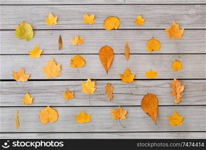 nature, season and botany concept - different dry fallen autumn leaves on gray wooden boards background. dry fallen autumn leaves on gray wooden boards