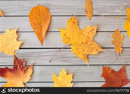 nature, season and botany concept - different dry fallen autumn leaves on gray wooden boards background. dry fallen autumn leaves on gray wooden boards
