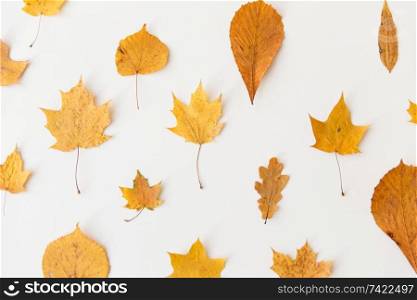 nature, season and botany concept - different dry fallen autumn leaves on white background. dry fallen autumn leaves on white background