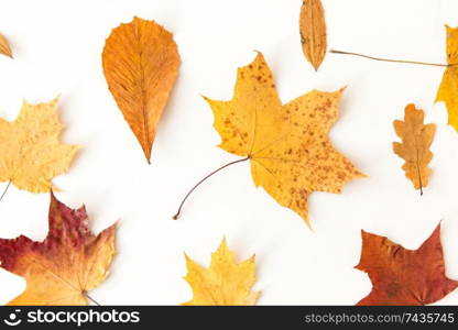 nature, season and botany concept - different dry fallen autumn leaves on white background. dry fallen autumn leaves on white background