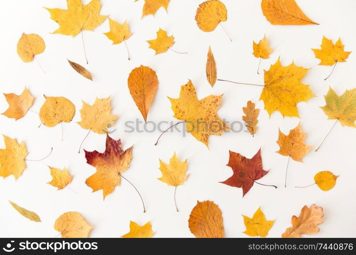 nature, season and botany concept - different dry fallen autumn leaves on white background. dry fallen autumn leaves on white background