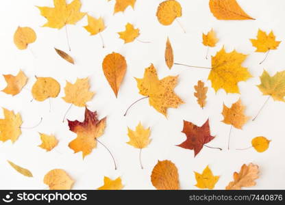 nature, season and botany concept - different dry fallen autumn leaves on white background. dry fallen autumn leaves on white background