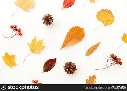 nature, season and botany concept - different dry fallen autumn leaves, rowanberries and pine cones on white background. dry autumn leaves, rowanberries and pine cones