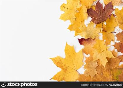 nature, season and botany concept - dry fallen autumn maple leaves on white background. dry fallen autumn maple leaves on white