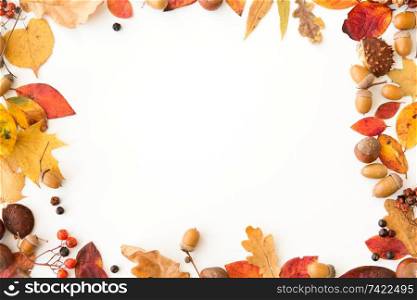 nature, season and botany concept - frame of different dry fallen autumn leaves, chestnuts, acorns and berries on white background. autumn leaves, chestnuts, acorns and berries frame