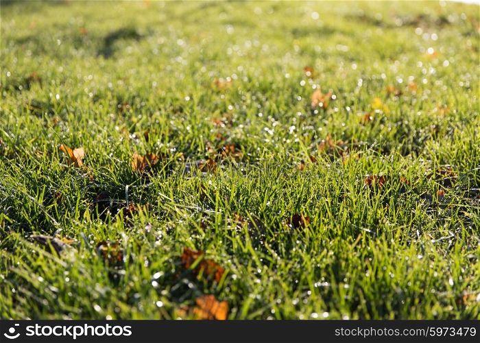 nature, season and environment concept - close up of green grass with dew