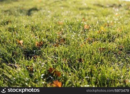nature, season and environment concept - close up of green grass with dew