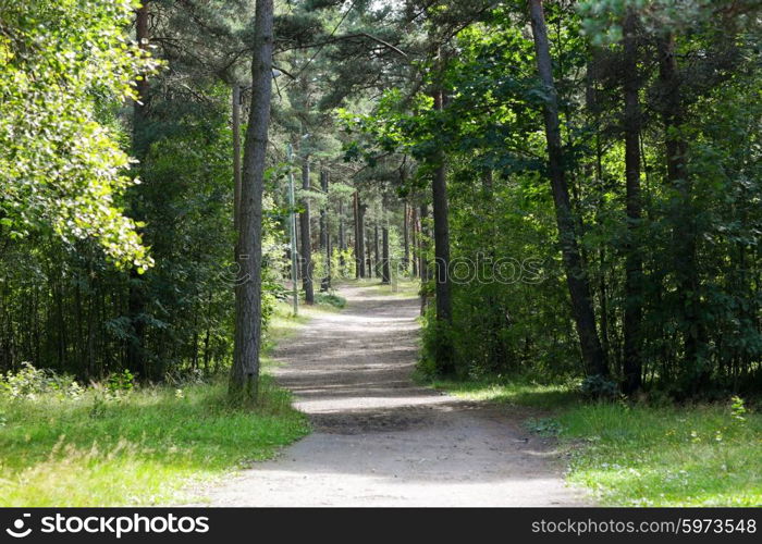 nature, season and environment concept - summer forest and path