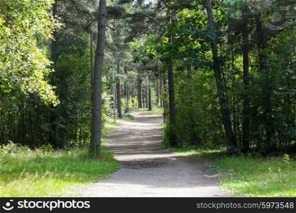 nature, season and environment concept - summer forest and path