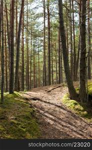nature, season and environment concept - summer pine forest and path