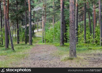 nature, season and environment concept - summer pine forest and path