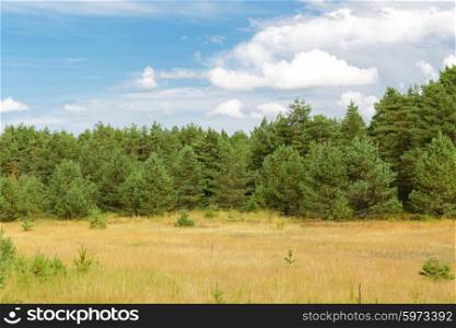 nature, season and environment concept - summer spruce forest and field