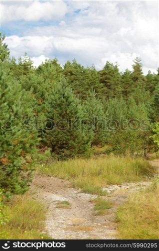 nature, season and environment concept - summer spruce forest and path