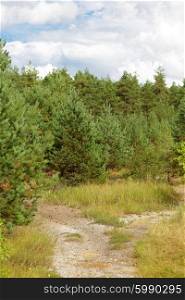 nature, season and environment concept - summer spruce forest and path