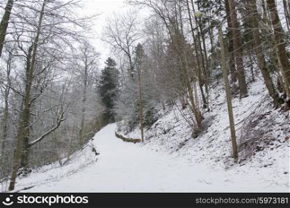 nature, season and environment concept - winter spruce forest and snow cowered field
