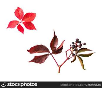 nature, season, autumn and botany concept - autumn grape leaves and vine bunch with berries