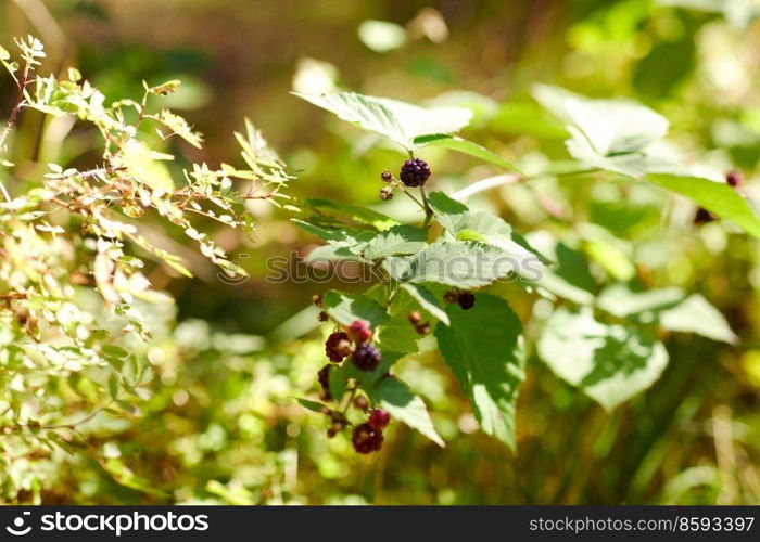 nature, season, autumn and botany concept - blackberry bush with berries in summer garden. blackberry bush with berries in summer garden