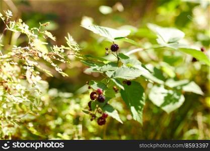 nature, season, autumn and botany concept - blackberry bush with berries in summer garden. blackberry bush with berries in summer garden
