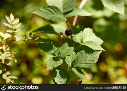 nature, season, autumn and botany concept - blackberry bush with berries in summer garden. blackberry bush with berries in summer garden