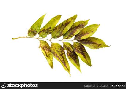 nature, season, autumn and botany concept - dry fallen ash tree leaf
