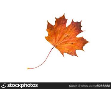 nature, season, autumn and botany concept - dry fallen maple leaf