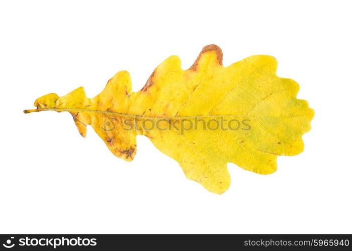 nature, season, autumn and botany concept - dry fallen yellow oak tree leaf